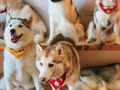 -Husky Go! 哈士奇体验馆·宠物咖啡厅狗咖