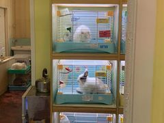 -宠物兔专门店(天丰利市场店)