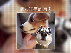 -1013 PET SHOP 宠物商店(近铁城市广场店)