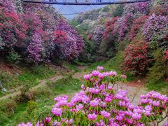 -贵州百里杜鹃风景名胜区