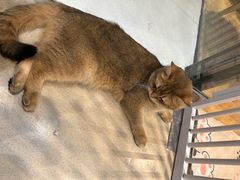 -藏猫猫咖啡主题馆(中央大道店)