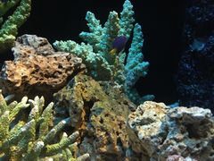 -暹罗海洋世界