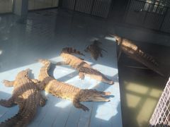 -大青山野生动物园