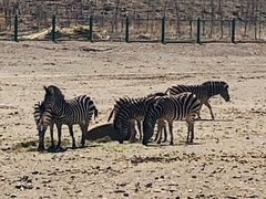 -新疆天山野生动物园