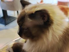 -平行世界·猫咖(首经贸店)
