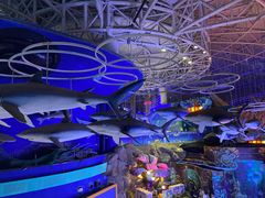 -烟台海昌鲸鲨海洋公园
