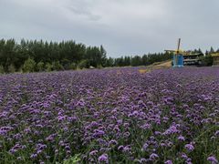 -北纬44度·金珠花海休闲农业旅游景区