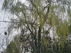 -洛阳市隋唐城遗址植物园
