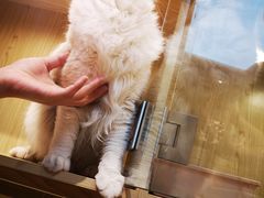 -屋虎猫馆(宝安大仟里店)