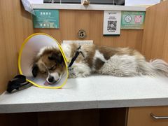 -联合动物医院(光谷诊疗中心)
