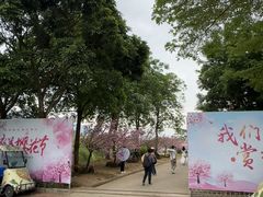 -天适樱花悠乐园