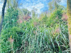 -西湖风景区-江洋畈生态公园