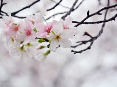 -天适樱花悠乐园