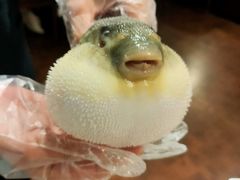 -肆月河豚·新淮扬(金融街店)