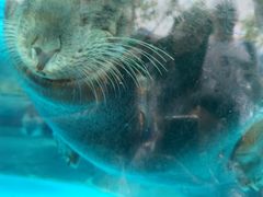-海合安成都极地海洋公园