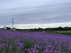 -紫颐香薰山谷景区