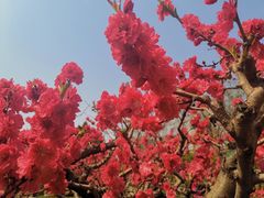 -元大都城垣遗址公园