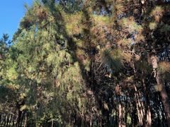 -森林公园(尖草坪区)