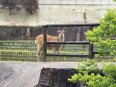 -奈良公园