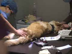 -美联众合动物医院·24h转诊中心