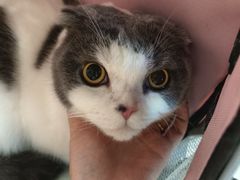 -爱侣宠医·鹦鹉专科·小型哺乳类·异宠专科(灵石路店)