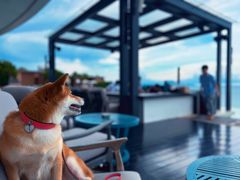 -瑰丽酒店·海吧·天际下午茶·现场DJ·天台酒吧