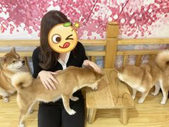 -柴源莊·柴小宠柴犬咖啡
