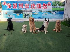 -宠物寄养训练学校