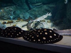 -暹罗海洋世界