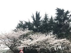 -武汉大学-樱园