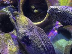 -太平洋海底世界