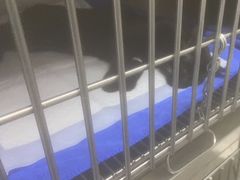 -中农国际动物医院24小时·猫科·骨科·急重症中心