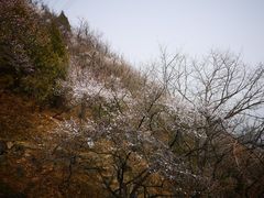 -北京鹫峰国家森林公园