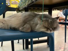 -平行世界·猫咖(首经贸店)