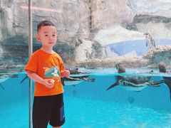 -帝企鹅自助餐厅•儿童岛•真企鹅(长隆企鹅酒店)