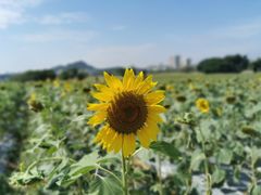 -光明小镇欢乐田园