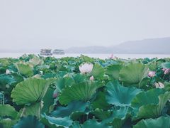 -西湖游船