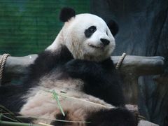 -灵玲国际马戏城