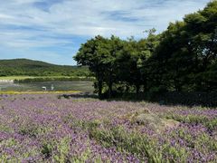 -济州森林小火车生态公园