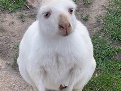 -威勒比开放式动物园