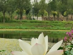 -东郊湿地公园