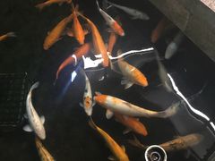 -荔城生鲜盛宴(番禺旗舰店)
