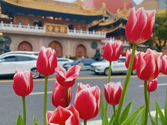 -静安公园(静安寺街道)