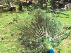 -千岛湖石林