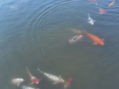 -梧桐人家中国太平国际健康颐养社区