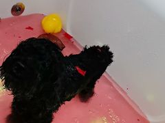 -北京观赏动物医院·24小时大型综合·猫专科·异宠专科