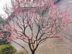 -杭州植物园
