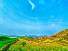 -桑洲油菜花景区