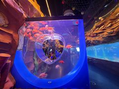 -芜湖新华联大白鲸海洋公园