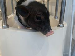 -怪兽屋·羊驼·猫咖·狗咖(俊华广场店)